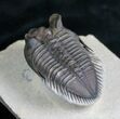 Rare Tower Eyed Erbenochile Trilobite - #7140-2